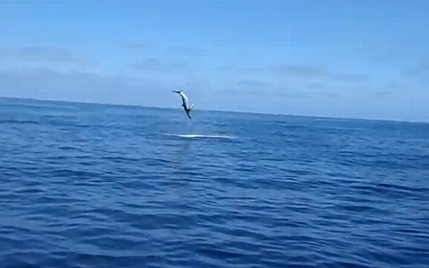 VIDEO: Crazy 800lb jumping mako!